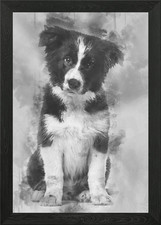 Border Collie cucciolo 17 wee