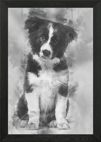 Border collie cucciolo wee - border, 17