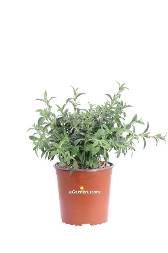 Pianta vera cisto cistus - o,