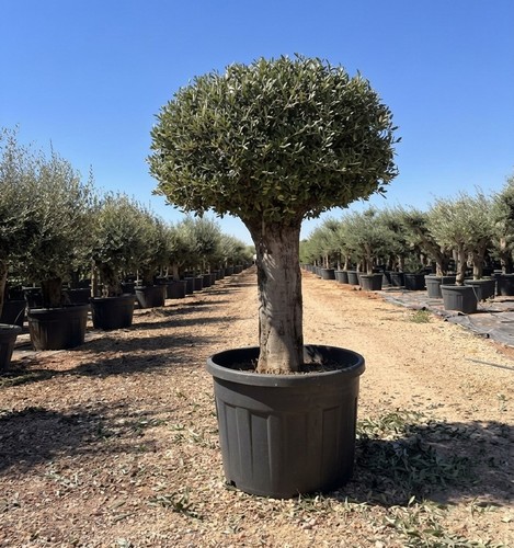 Ulivo olivo olea - ulivo, a