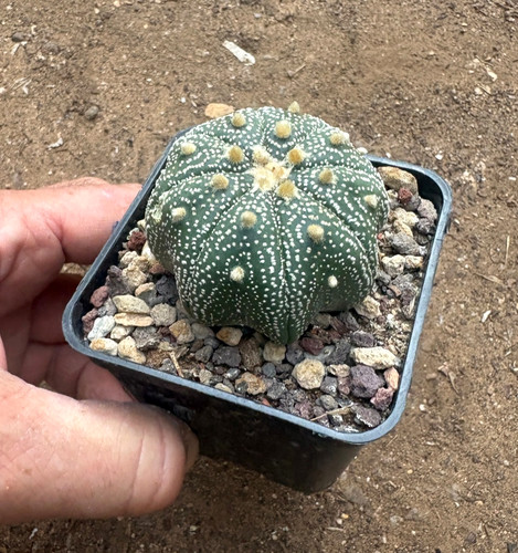 Astrophytum asterias star - astrophytum, cv