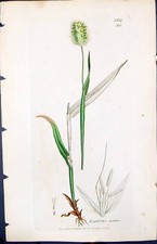 Vecchia stampa Lagurus Ovatus