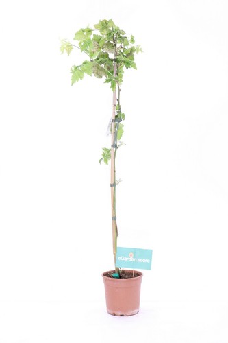 Pianta lampone - di, o