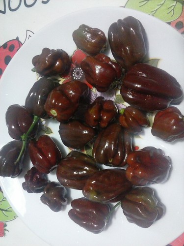 Habanero chocolate - habanero,