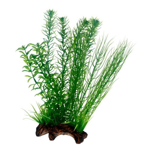 Hobby flora root 30 - root, 2
