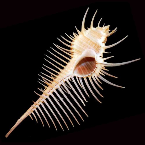 Murex pecten xxl - murex,