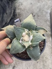 Ariocarpus Retusus cactus