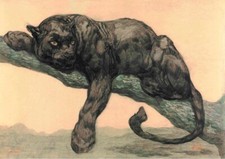Black Panther Resting