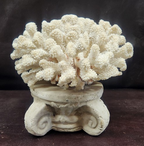 Vintage cauliflower coral - vintage,