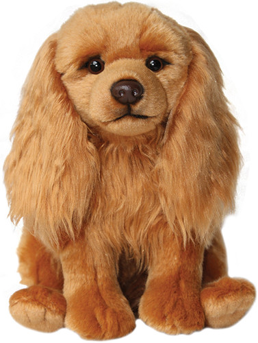 Ruby cavalier king - king, charles
