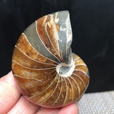 Esemplari di nautilus