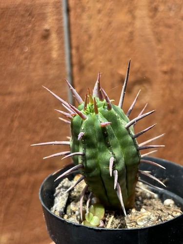Cactus pincushion euphorbia - cactus, "pincushion"