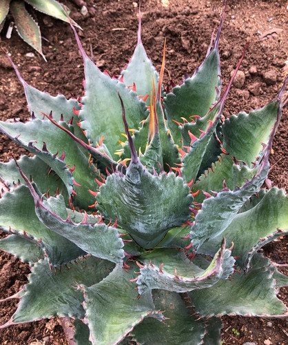 Agave shawpot starter - agave, "shawpot"