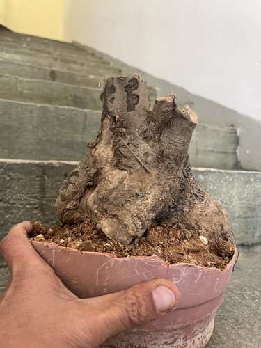 Bonsai olivastro pianta - olivastro, .pianta