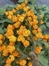 Carolina Reaper Dried Secos