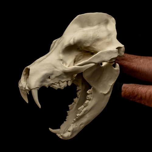 Amphicyon skull replica bear - amphicyon,