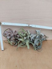 Tillandsia streptophylla l - tillandsia, streptophylla,