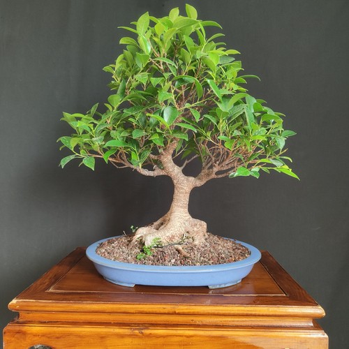 Bonsai ficus retusa - ficus,