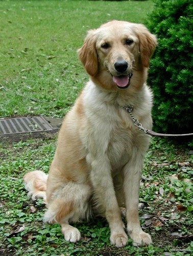 Golden retriever poster lucido - golden,