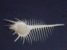 MUREX PECTEN FANTASTIC