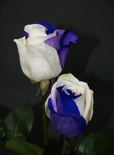 Semi rosa blu white - white, +