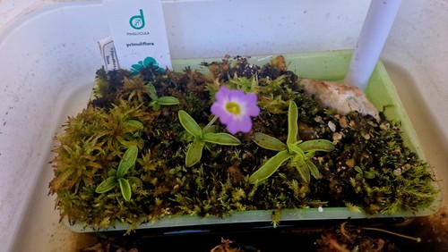 Pinguicula primuliflora - pinguicula,