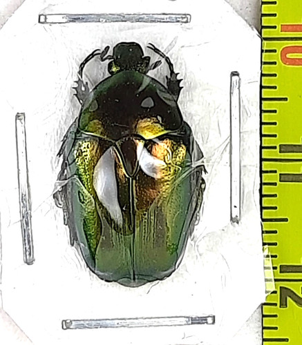Scarabeo cetoniin - scarabeo.,,