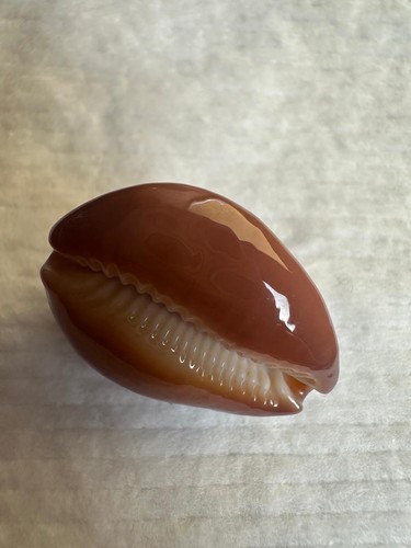 Cypraea englerti gem huge - cypraea,