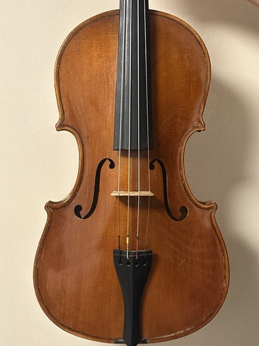 Bella vecchia viola - viola, con