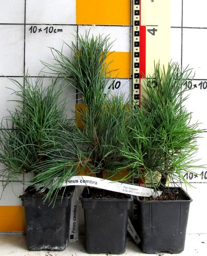 Pinus cembra vero pino - pinus, cembra,