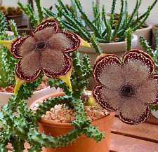 Edithcolea grandis piante