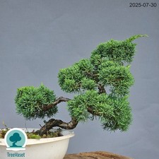 Itoigawa bonsai juniperus - itoigawa,