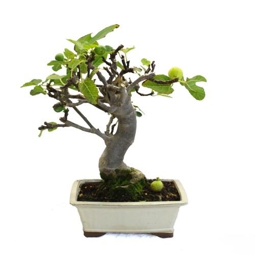 Bonsai ficus carica - bonsai,