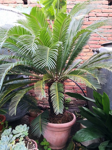 Pianta cycas femmina - pianta, di