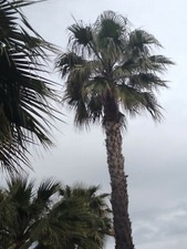 Palma Washingtonia Esemplare di circa dieci metri