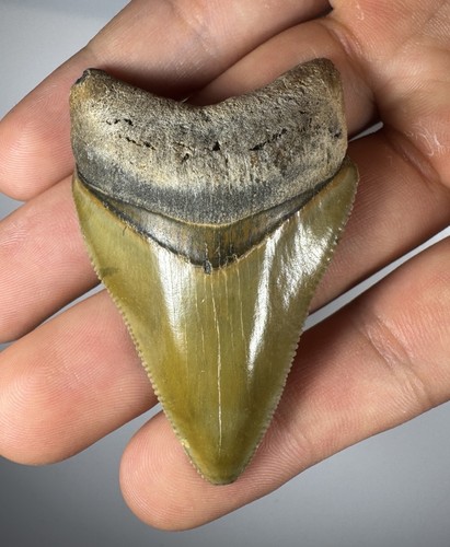 Dente squalo megalodonte - dente,