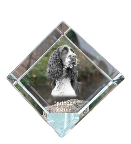 Springer spaniel inglese dado - spaniel,