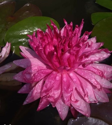 Ninfea fuxia pom - ninfea,