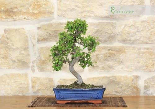 Bonsai olmo cinese - bonsai,