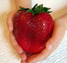 FRAGOLA GIGANTE - GIANT STRAWBERRY, 50 SEMI + OMAGGIO + SPEDIZIONE GRATIS
