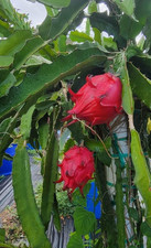 Pianta pitaya frutto del - pianta,