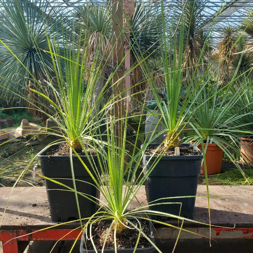 Dasylirion serratifolium