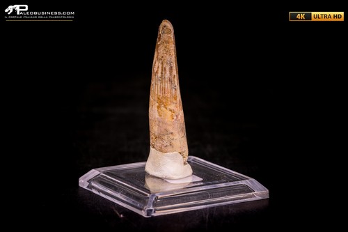 Dente spinosaurus - di,