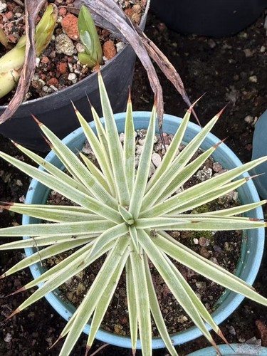 Sale rarecacti succulent - sale!,