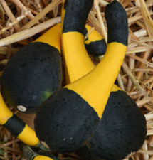 10 Semi Di Zucca Bicolore - Cucurbita Pepo - Varietà Molto Ornamentale