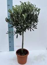 Pianta Di olivo CERTIFICATA