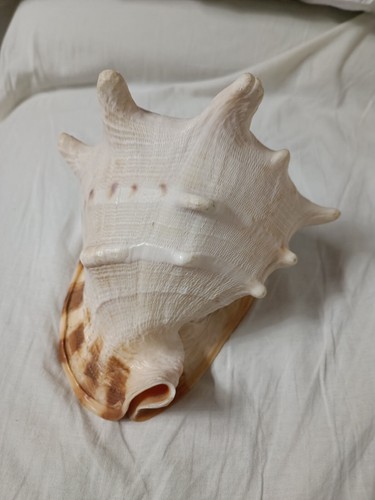 Conchiglia mare naturale - di,