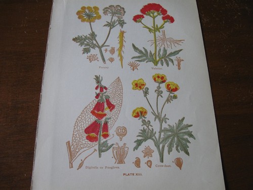 1915 stampa artistica - stampa,