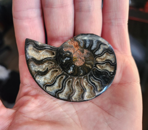 Half ammonite fossil - ammonite,