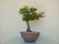 BONSAI ACERO PALMATO